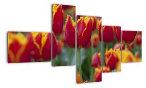 Tulipánové polia - obraz (Obraz 150x85cm)