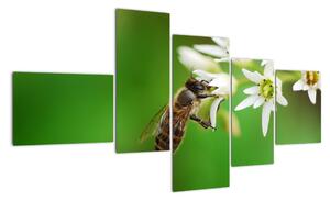 Fotka včely - obraz (Obraz 150x85cm)