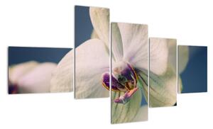 Obraz orchidey (Obraz 150x85cm)