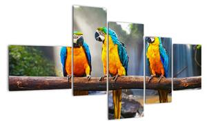 Obraz - papagáje (Obraz 150x85cm)