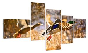 Letiaci kačice - obraz (Obraz 150x85cm)