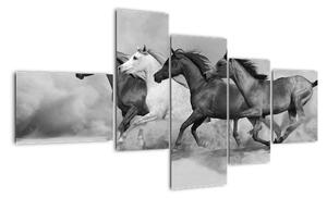 Obraz cválajúci koňov (Obraz 150x85cm)