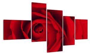 Detail červené ruže - obraz (Obraz 150x85cm)