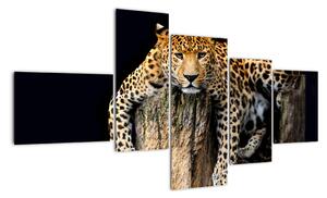 Leopard, obraz (Obraz 150x85cm)