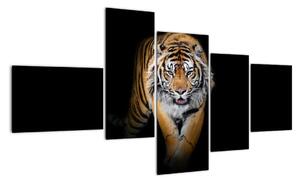 Tiger, obraz (Obraz 150x85cm)