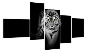 Tiger čiernobiely, obraz (Obraz 150x85cm)