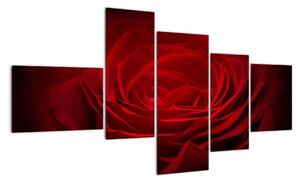Makro ruža - obraz (Obraz 150x85cm)