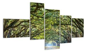Aleje stromov - obraz (Obraz 150x85cm)