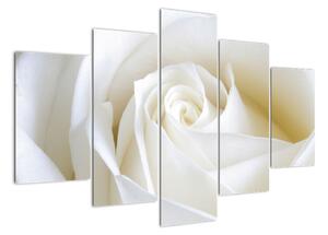 Obraz biele ruže (Obraz 150x105cm)