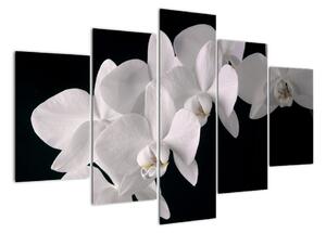 Obraz - biele orchidey (Obraz 150x105cm)
