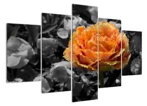 Oranžový kvet na čiernobielom pozadí - obraz (Obraz 150x105cm)