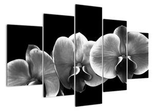 Čiernobiely obraz - orchidea (Obraz 150x105cm)