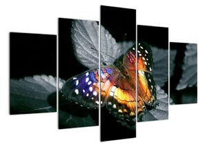 Motýľ na liste - obraz (Obraz 150x105cm)