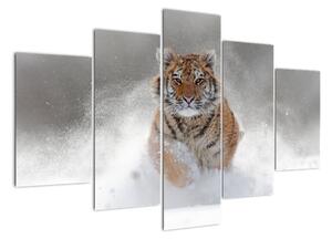 Obraz bežiaceho tigra (Obraz 150x105cm)