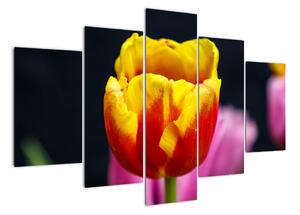 Obraz tulipánu (Obraz 150x105cm)