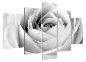 Čiernobiely obraz ruže (Obraz 150x105cm)