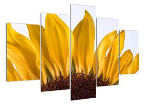 Obraz kvetu slnečnice (Obraz 150x105cm)