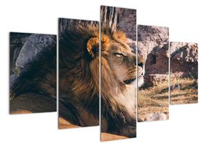Obraz - ležiaci lev (Obraz 150x105cm)