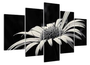 Čiernobiely obraz kvetu (Obraz 150x105cm)