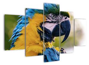 Obraz - papagáj (Obraz 150x105cm)
