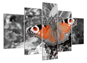 Oranžový motýľ - obraz (Obraz 150x105cm)