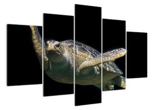 Obraz plávajúce korytnačky (Obraz 150x105cm)