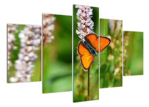 Moderný obraz motýľa na lúke (Obraz 150x105cm)