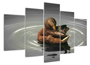 Obraz - kačice vo vode (Obraz 150x105cm)
