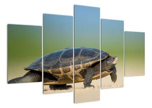 Obraz korytnačky - moderné obrazy (Obraz 150x105cm)