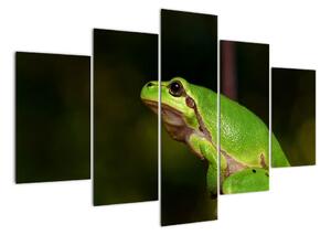 Obraz žaby (Obraz 150x105cm)