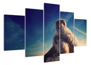 Obraz opice - obrazy zvierat (Obraz 150x105cm)