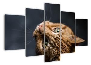 Moderný obraz - mačky (Obraz 150x105cm)