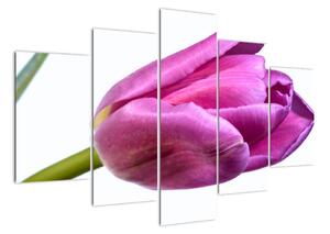 Obraz ružového tulipánu (Obraz 150x105cm)