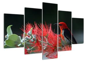 Obraz vtákov - červená (Obraz 150x105cm)