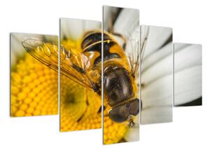 Obraz - detail včely (Obraz 150x105cm)
