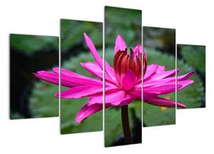 Obraz kvetu (Obraz 150x105cm)