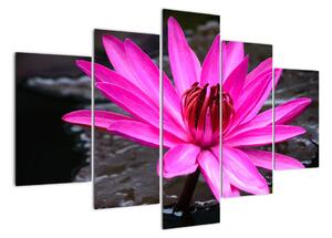 Obraz s detailom kvetu (Obraz 150x105cm)