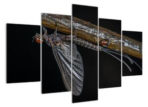 Obraz - hmyz (Obraz 150x105cm)