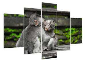 Obraz na stenu - opice (Obraz 150x105cm)
