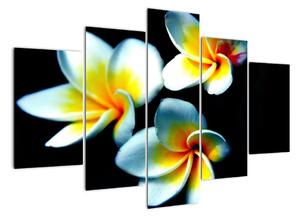 Obraz kvety (Obraz 150x105cm)
