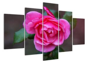 Obraz ruže na stenu (Obraz 150x105cm)