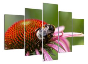 Obraz včely na kvete (Obraz 150x105cm)