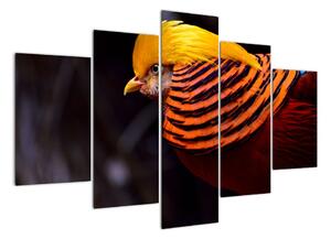 Obraz vtáka (Obraz 150x105cm)
