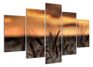 Detail pšenica, obraz (Obraz 150x105cm)