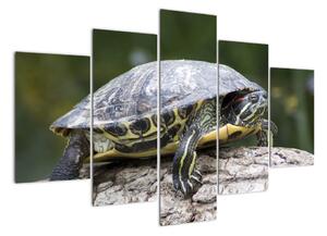 Obraz suchozemské korytnačky (Obraz 150x105cm)
