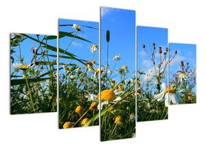 Obraz lúčnych kvetov (Obraz 150x105cm)