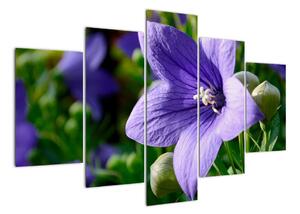 Kvety - obraz (Obraz 150x105cm)