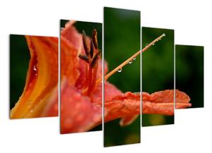 Obrázok kvety (Obraz 150x105cm)