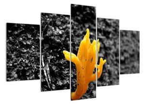 Huba - obraz (Obraz 150x105cm)