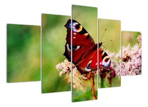 Motýľ - obraz (Obraz 150x105cm)
